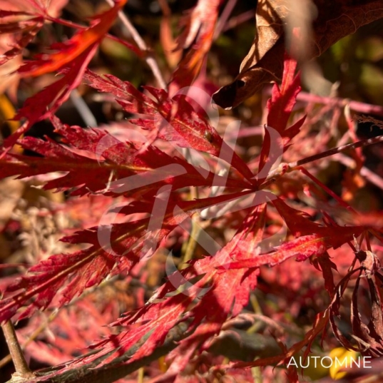 Acer palmatum 'Nyota' - Érable du Japon