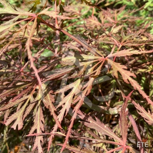 Acer palmatum 'Nyota' - Érable du Japon