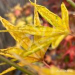 Acer palmatum 'Okushimo' - Érable du Japon