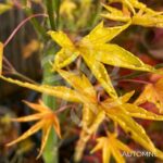 Acer palmatum 'Okushimo' - Érable du Japon