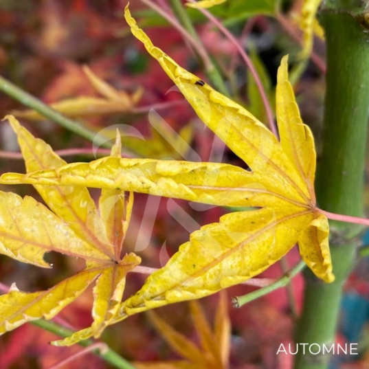 Acer palmatum 'Okushimo' - Érable du Japon