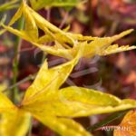 Acer palmatum 'Okushimo' - Érable du Japon