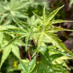 Acer palmatum 'Okushimo' - Érable du Japon