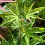 Acer palmatum 'Okushimo' - Érable du Japon