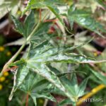 Acer palmatum 'Okushimo' - Érable du Japon