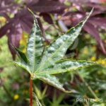 Acer palmatum 'Okushimo' - Érable du Japon