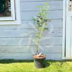 Acer palmatum 'Okushimo' - Érable du Japon