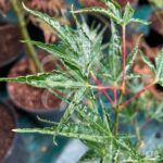 Acer palmatum 'Okushimo' - Érable du Japon