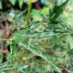 Acer palmatum 'Okushimo' - Érable du Japon