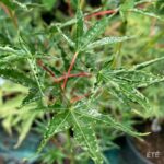 Acer palmatum 'Okushimo' - Érable du Japon
