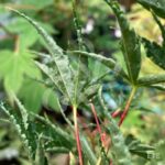 Acer palmatum 'Okushimo' - Érable du Japon