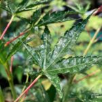 Acer palmatum 'Okushimo' - Érable du Japon
