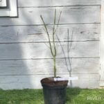 Acer palmatum 'Okushimo' - Érable du Japon