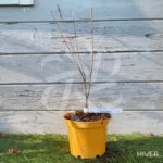 Acer palmatum 'Olivia Marjannie' - Érable du Japon