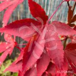 Acer palmatum 'Olivia Marjannie' - Érable du Japon