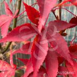 Acer palmatum 'Olivia Marjannie' - Érable du Japon