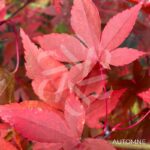 Acer palmatum 'Olivia Marjannie' - Érable du Japon