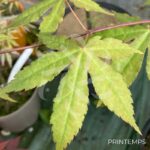 Acer palmatum 'Olivia Marjannie' - Érable du Japon