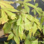Acer palmatum 'Olivia Marjannie' - Érable du Japon