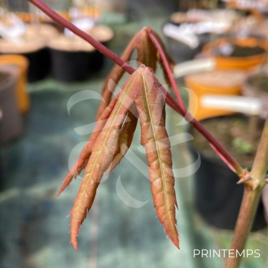 Acer palmatum 'Olivia Marjannie' - Érable du Japon