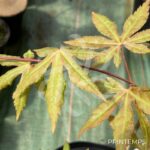 Acer palmatum 'Olivia Marjannie' - Érable du Japon