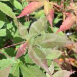 Acer palmatum 'Olivia Marjannie' - Érable du Japon