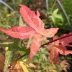 Acer palmatum 'Olivia Marjannie' - Érable du Japon