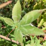 Acer palmatum 'Olivia Marjannie' - Érable du Japon