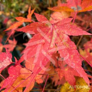 Acer palmatum 'Oranges and Lemons' - Érable du Japon