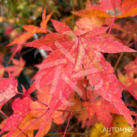 Acer palmatum 'Oranges and Lemons' - Érable du Japon