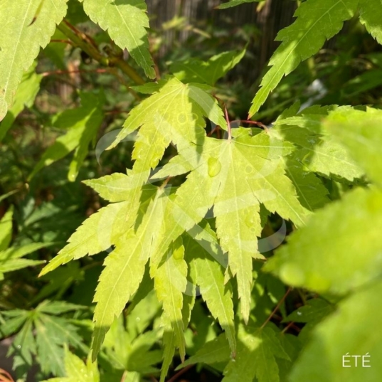 Acer palmatum 'Oranges and Lemons' - Érable du Japon