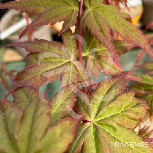 Acer palmatum 'Peve Chameleon' - Érable du Japon