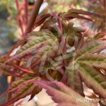 Acer palmatum 'Peve Chameleon' - Érable du Japon