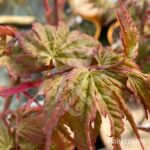 Acer palmatum 'Peve Chameleon' - Érable du Japon