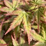 Acer palmatum 'Peve Chameleon' - Érable du Japon