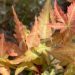 Acer palmatum 'Peve Chameleon' - Érable du Japon