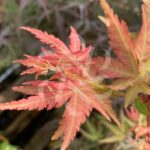 Acer palmatum 'Peve Chameleon' - Érable du Japon