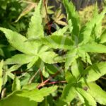 Acer palmatum 'Peve Chameleon' - Érable du Japon
