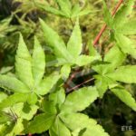 Acer palmatum 'Peve Chameleon' - Érable du Japon