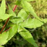 Acer palmatum 'Peve Chameleon' - Érable du Japon