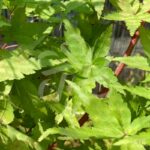 Acer palmatum 'Peve Chameleon' - Érable du Japon