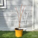 Acer palmatum 'Peve Chameleon' - Érable du Japon