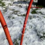 Acer palmatum 'Peve Chameleon' - Érable du Japon