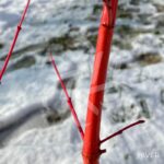 Acer palmatum 'Peve Chameleon' - Érable du Japon