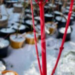 Acer palmatum 'Peve Chameleon' - Érable du Japon