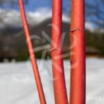 Acer palmatum 'Peve Chameleon' - Érable du Japon