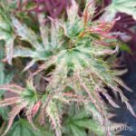 Acer palmatum 'Peve Multicolor' - Érable du Japon