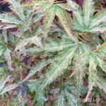 Acer palmatum 'Peve Multicolor' - Érable du Japon