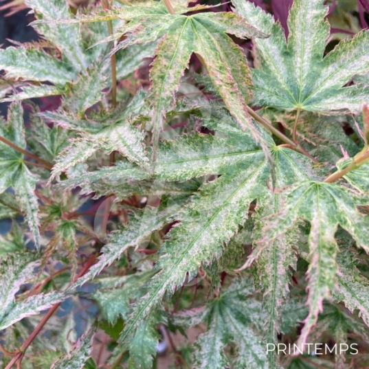 Acer palmatum 'Peve Multicolor' - Érable du Japon