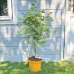 Acer palmatum 'Peve Multicolor' - Érable du Japon